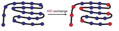 Hydrogen Deuterium Exchange (HDX) Mass Spectrometry Service